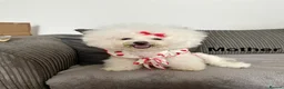 Bichon Frise dogs for sale: Pure Pedigree Champion Bloodline Bichon Frise 🐾 - Advert 7