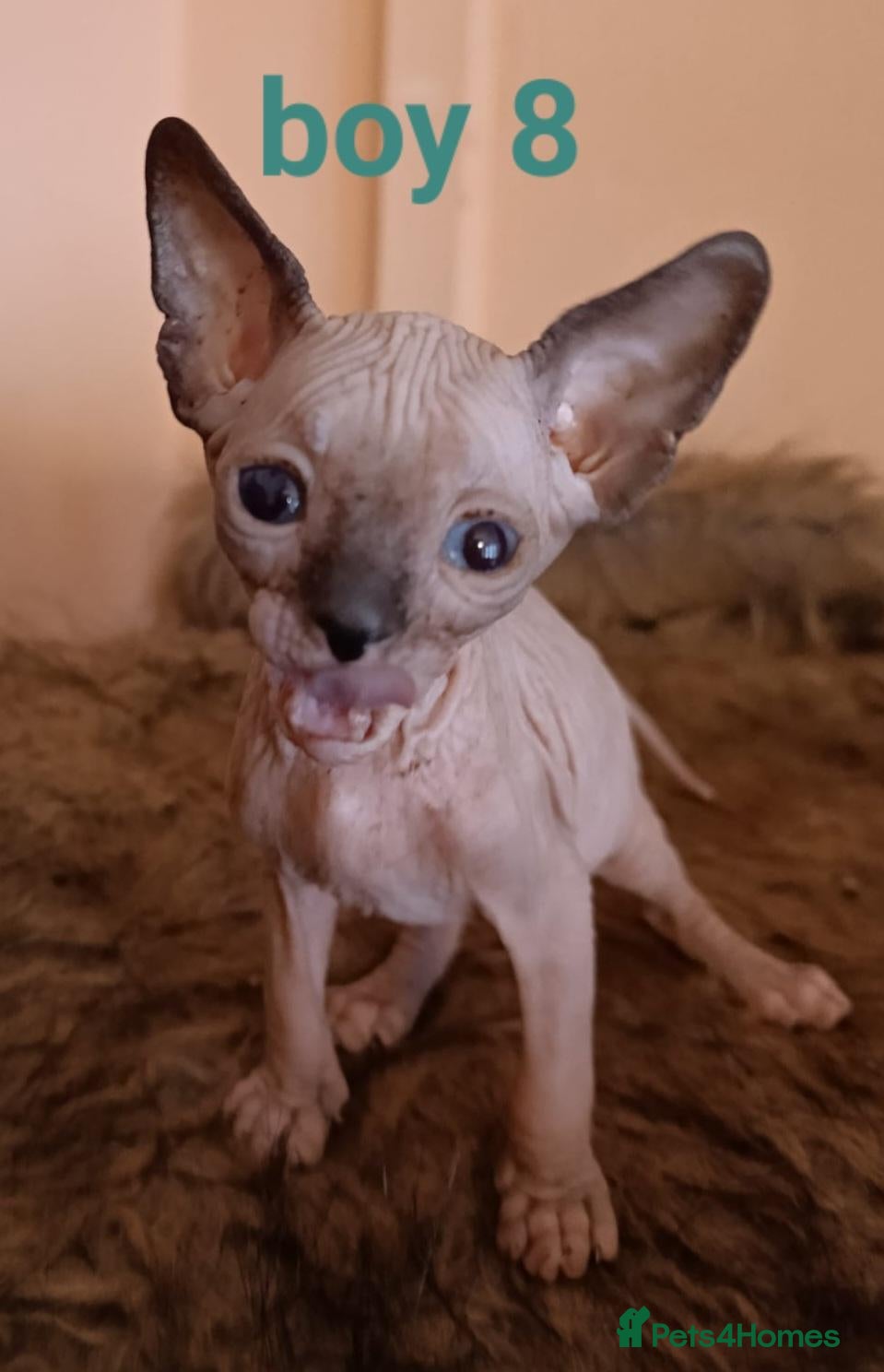 Sphynx cats Beautiful Sphynx kittens for sale - Advert 1