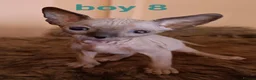 Sphynx cats for sale: Beautiful Sphynx kittens for sale in Leeds - Advert 23