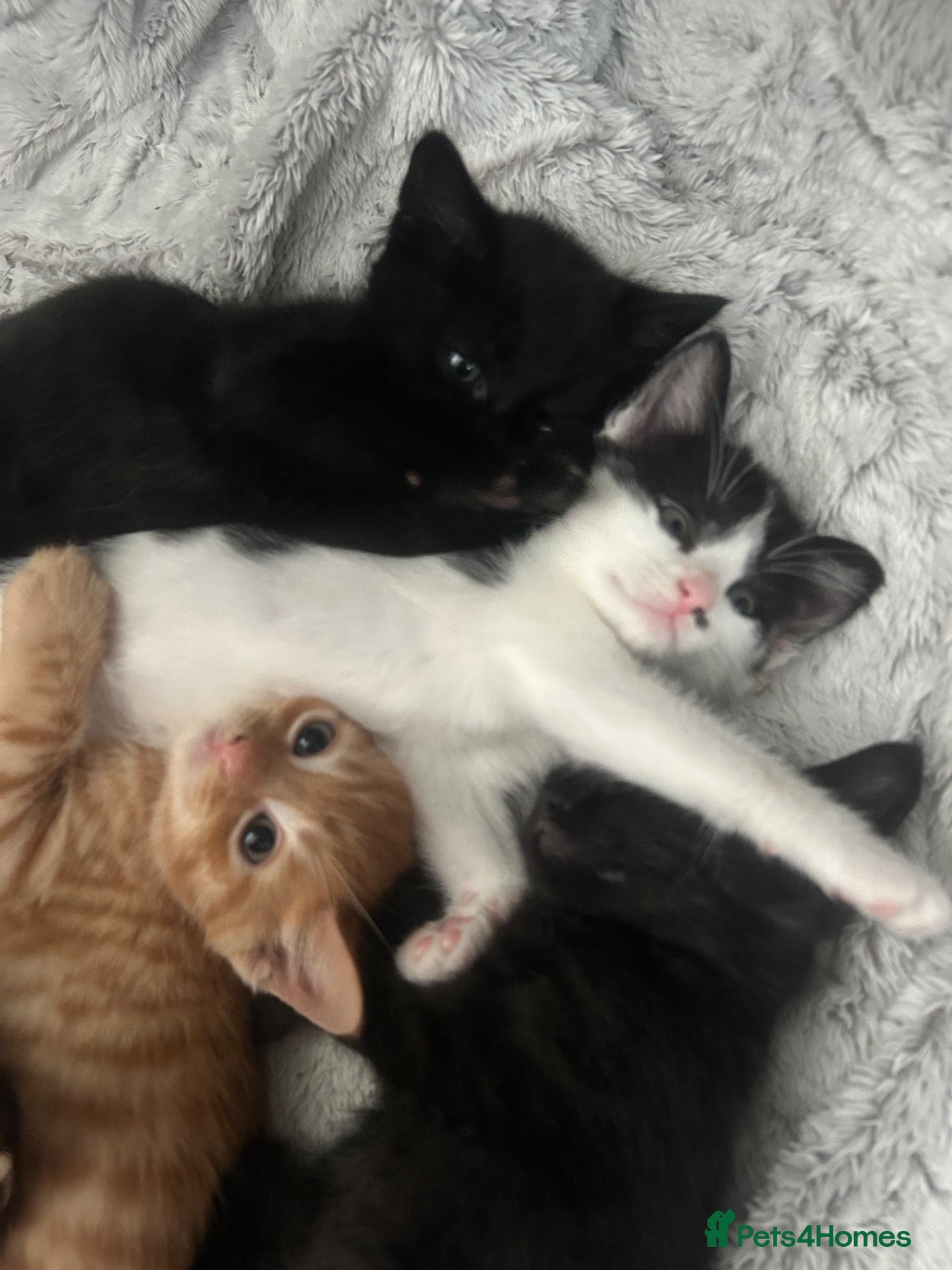 Mixed Breed cats for sale: 3 Kittens looking for furever home 🏠  - Advert 21