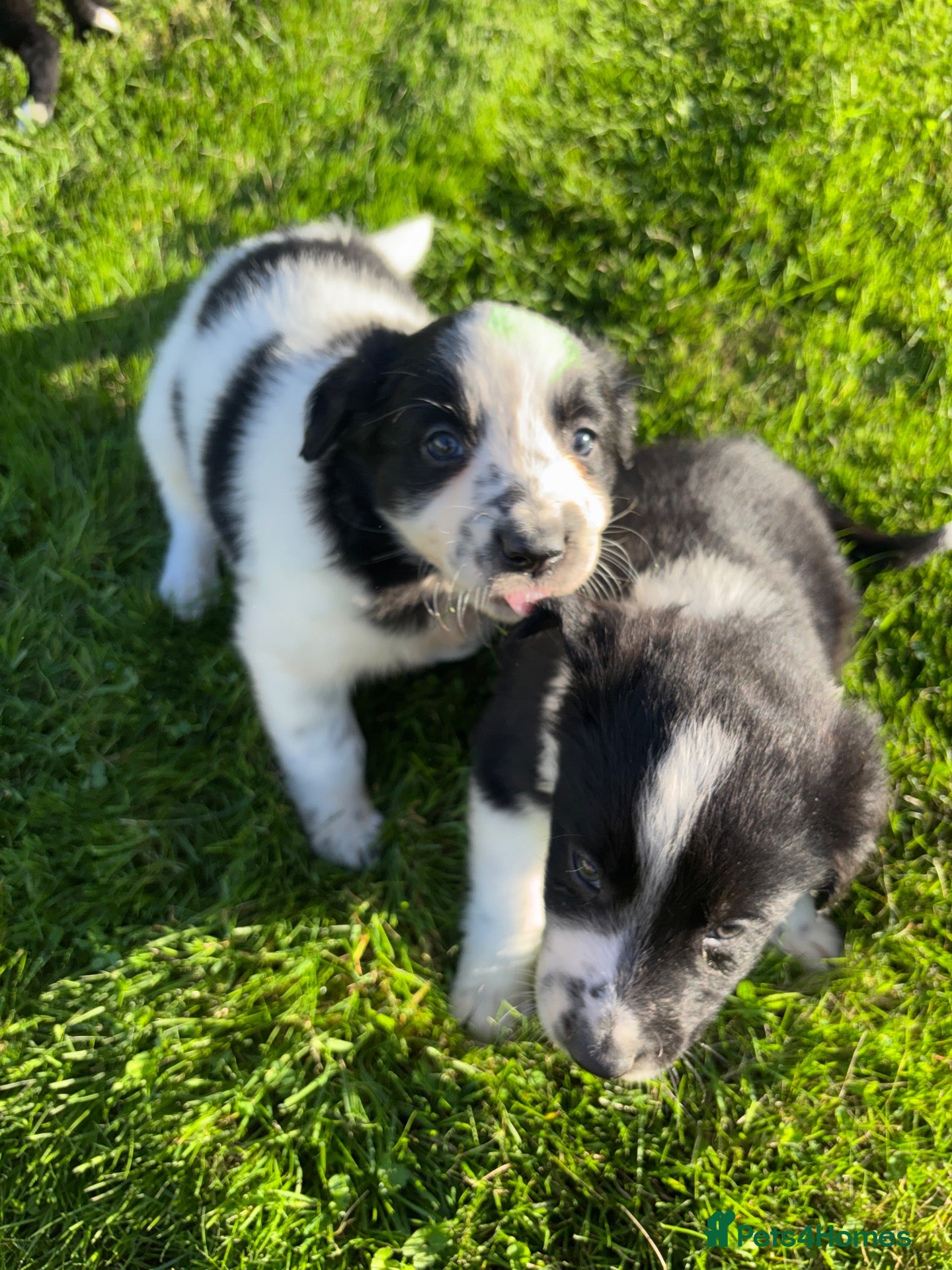 Border Collie dogs Two Collie Puppies Left 👀🏡 - Advert 14