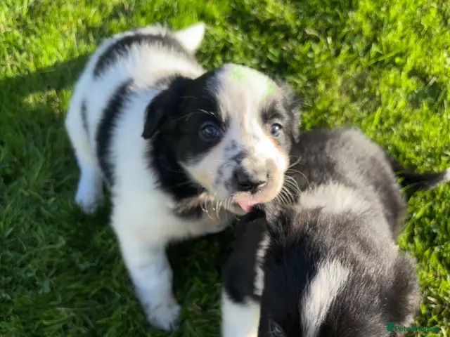 Border Collie dogs Two Collie Puppies Left 👀🏡 - Advert 2