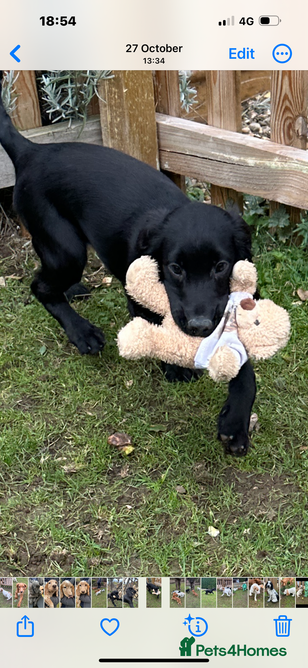 Cocker Spaniel dogs for sale: Working cocker spaniel puppies  - Image 3