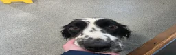 English Springer Spaniel dogs for adoption: Skye Black & White ESS 2 year old Adult  - Advert 15