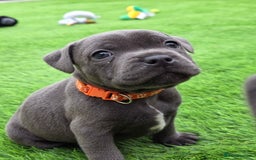 Staffordshire Bull Terrier dogs for sale: Gorgeous chunky blue KC Staffy Puppies for sale  - Advert 1
