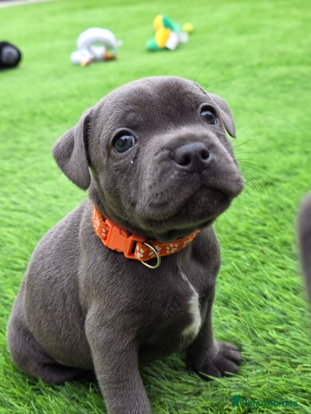 Staffordshire Bull Terrier dogs for sale: Gorgeous chunky blue KC Staffy Puppies for sale  - Advert 1