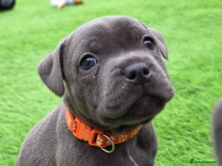 Staffordshire Bull Terrier dogs - Advert 17