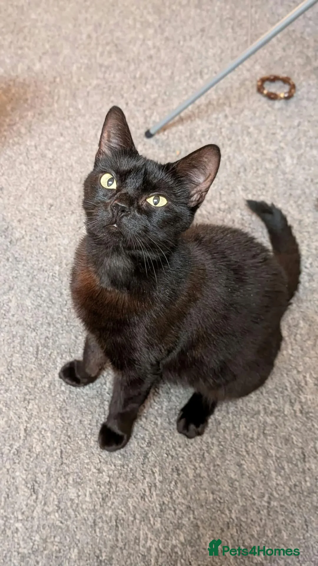 Mixed Breed cats for adoption: Female Rescue Cat for Indoor Only Adoption - Advert 5