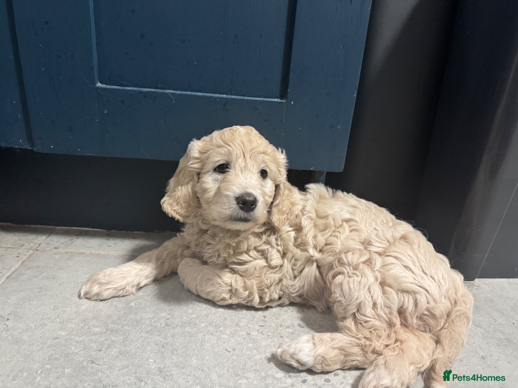 Goldendoodle dogs READY FRIDAY! Beautiful F1 mini Goldendoodle  - Advert 4