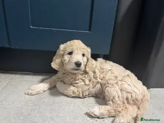 Goldendoodle dogs READY FRIDAY! Beautiful F1 mini Goldendoodle - Advert 4