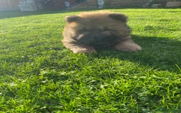 Chow Chow dogs for sale: Amazing chow chow puppies READY NOW  1 left  - Image 3