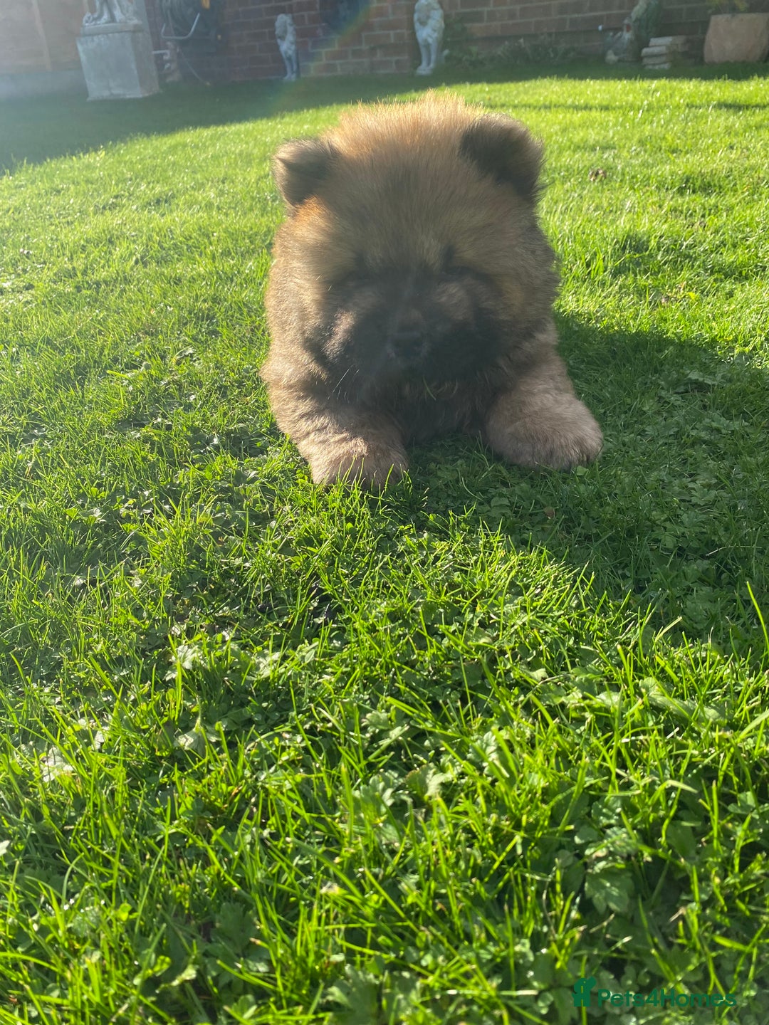 Chow Chow dogs for sale: Amazing chow chow puppies READY NOW  1 left  - Image 3