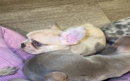 French Bulldog dogs for sale: ‼️ READY TO LEAVE NOW -3 French bulldog pups left! in Ripley - Image 5