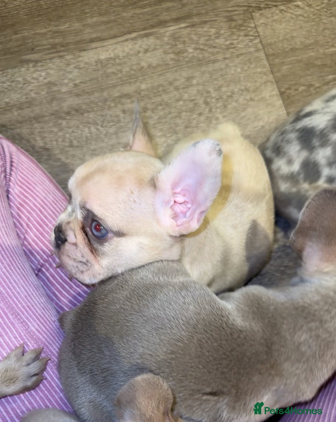 French Bulldog dogs for sale: ‼️ READY TO LEAVE NOW -3 French bulldog pups left! in Ripley - Image 5