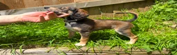 Saluki dogs for sale: Beautiful Saluki pups from champion lines - Advert 28