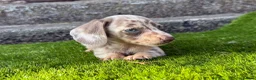 Miniature Dachshund dogs for sale: ❤️Adorable Isabella Miniature Dachshund Puppies 🐶 - Advert 18
