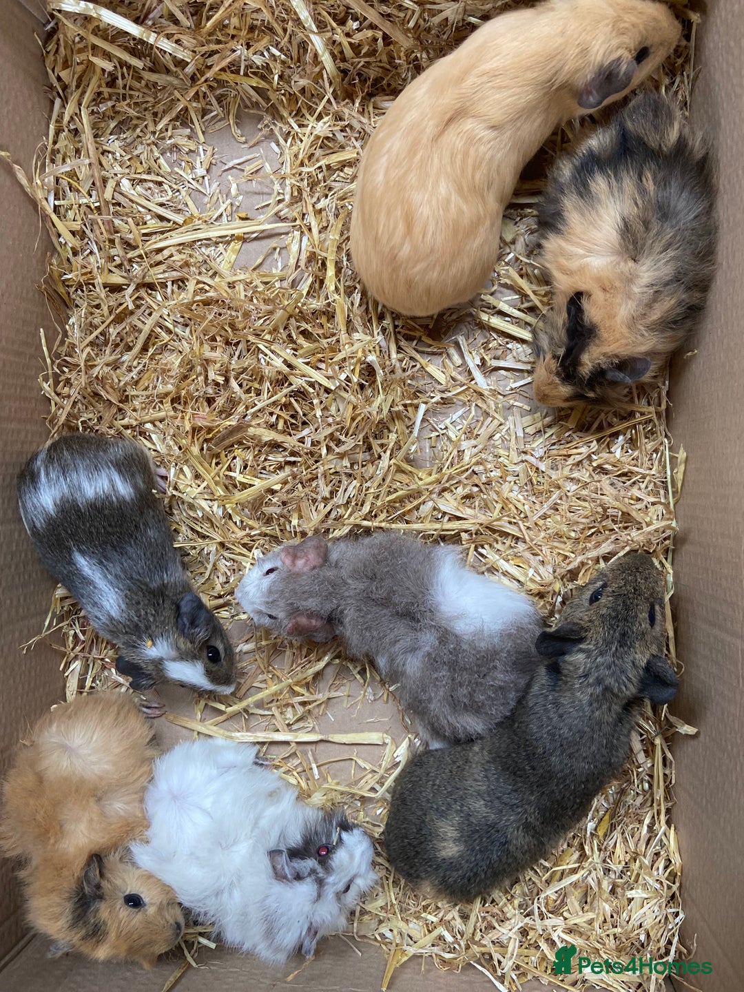 Guinea Pig rodents for sale: For Sale Baby Male Guinea Pigs - Image 5