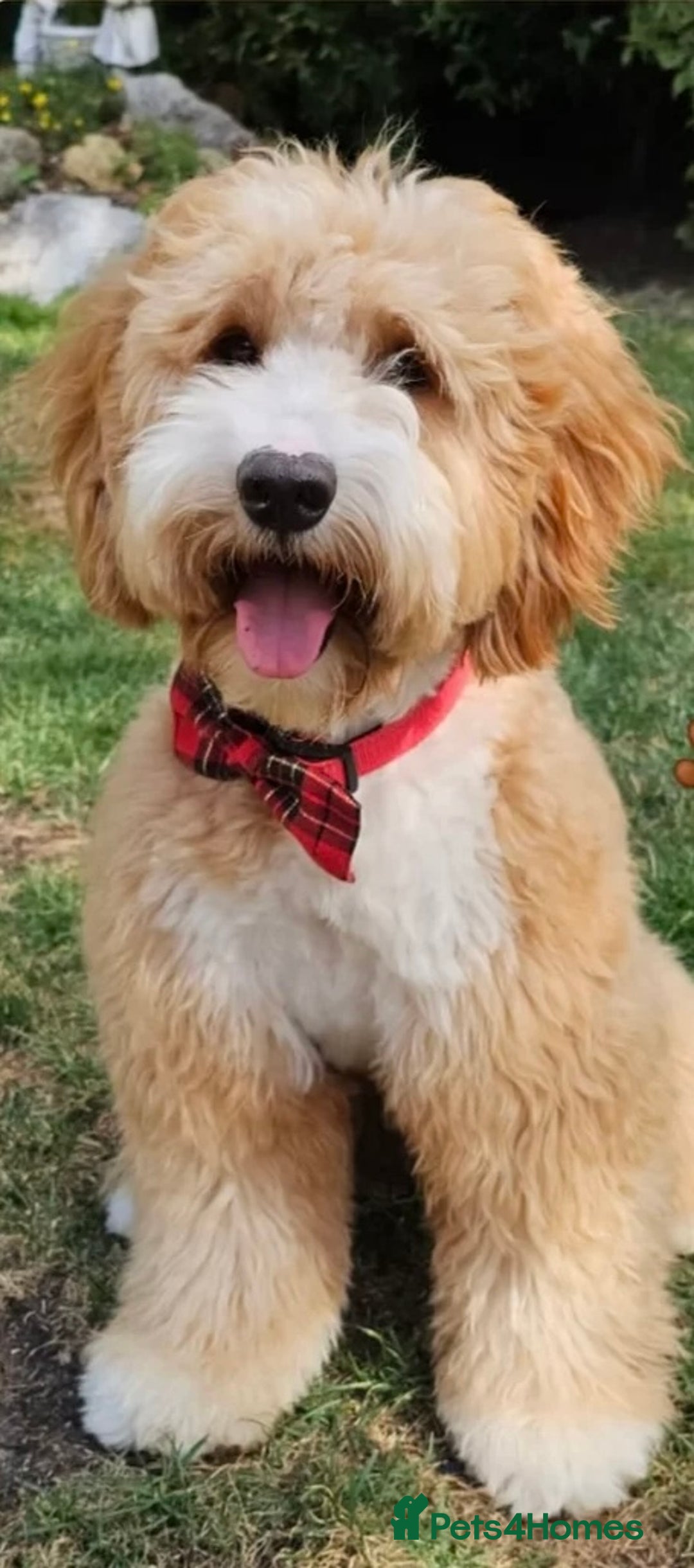 Mixed Breed dogs for sale: AUSTRALIAN LABRADOODLE PUPPIES - Advert 7