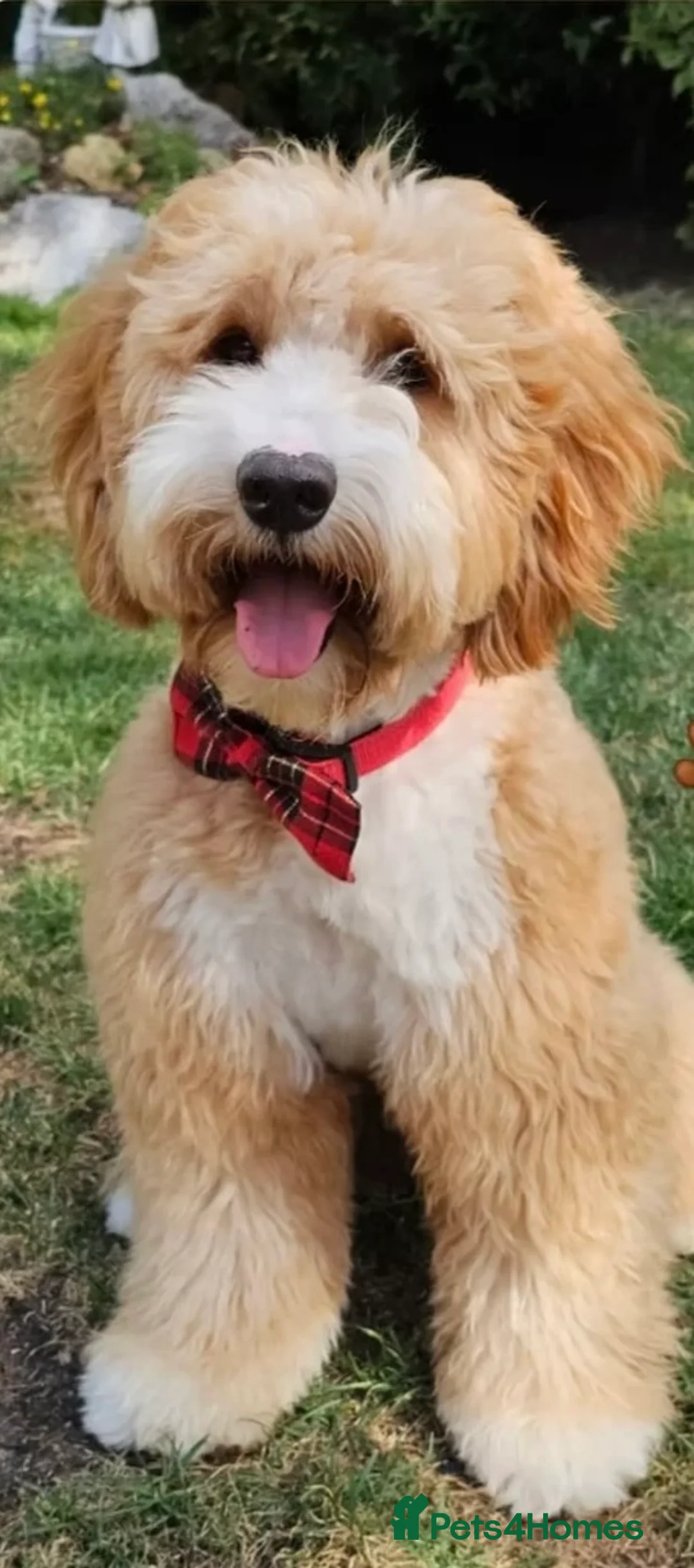 Mixed Breed dogs for sale: AUSTRALIAN LABRADOODLE PUPPIES READY NOW - Advert 6