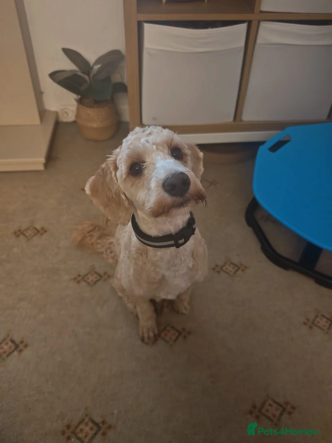 Cockapoo dogs for sale: 10 Month Old Cockapoo - Advert 3