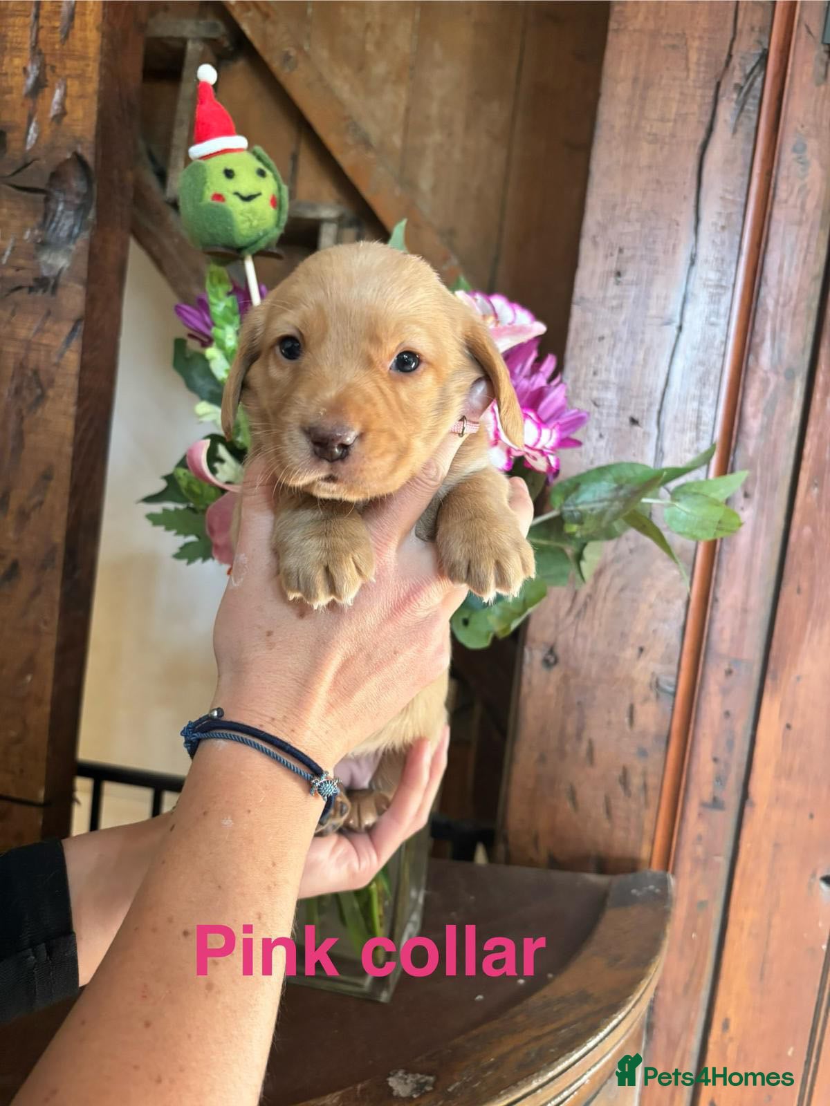 Mixed Breed dogs Dashador Puppies for sale  - Advert 18