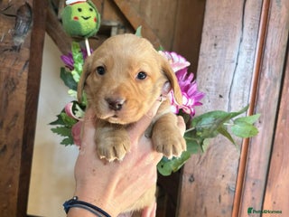 Mixed Breed dogs Dashador Puppies for sale - Advert 16