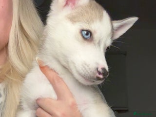 Siberian Husky dogs Husky puppies - Advert 1