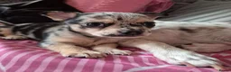 Chihuahua dogs for sale: Rare Tri Merle Chihuahua Girl  - Advert 4
