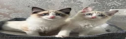 Ragdoll cats for sale: Beautiful Ragdoll Kittens - Advert 18