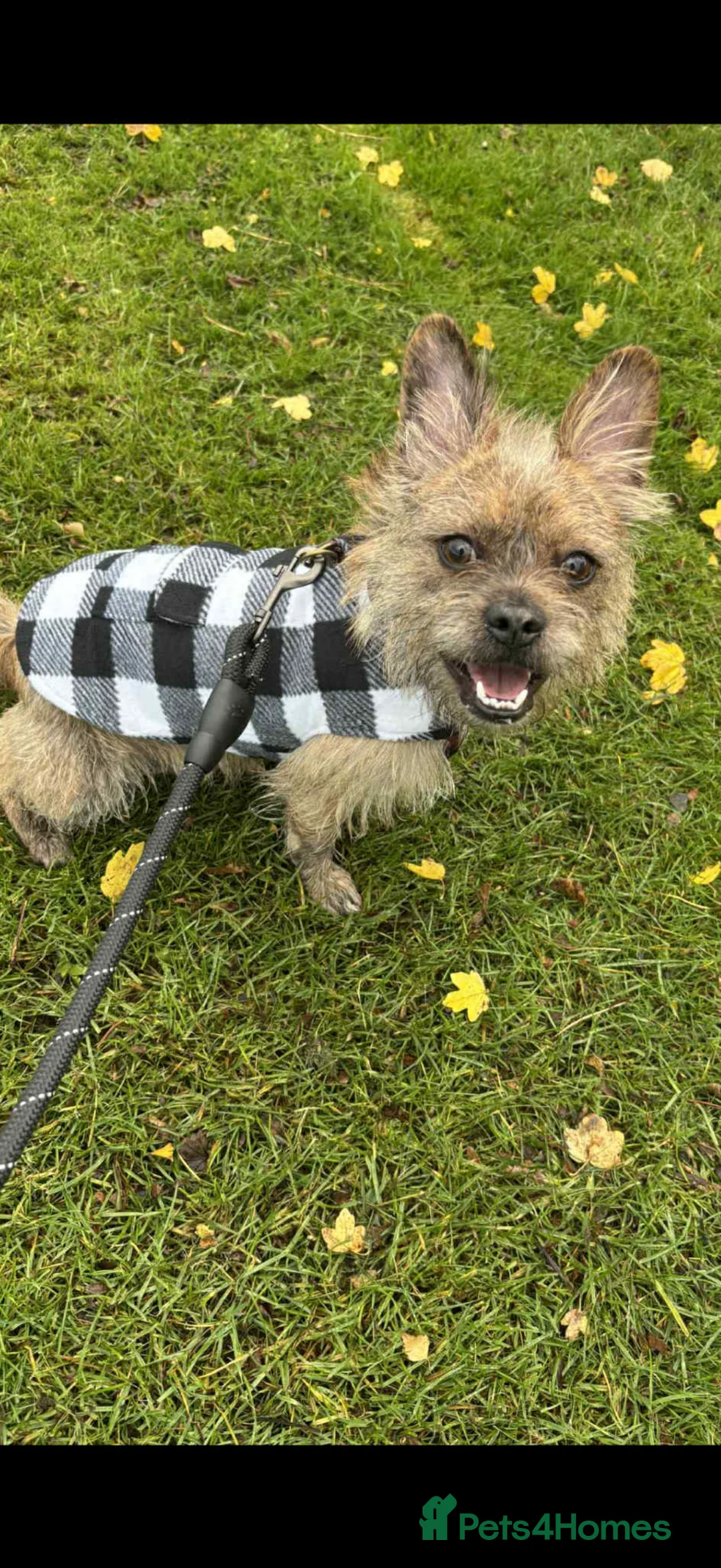 Mixed Breed dogs for sale: Terrier  - Advert 4