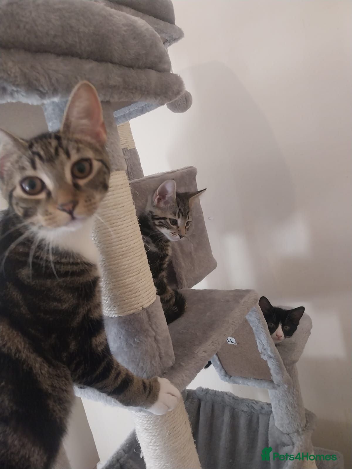 Mixed Breed cats  Sweet girl kitten is looking for loving home  - Advert 1