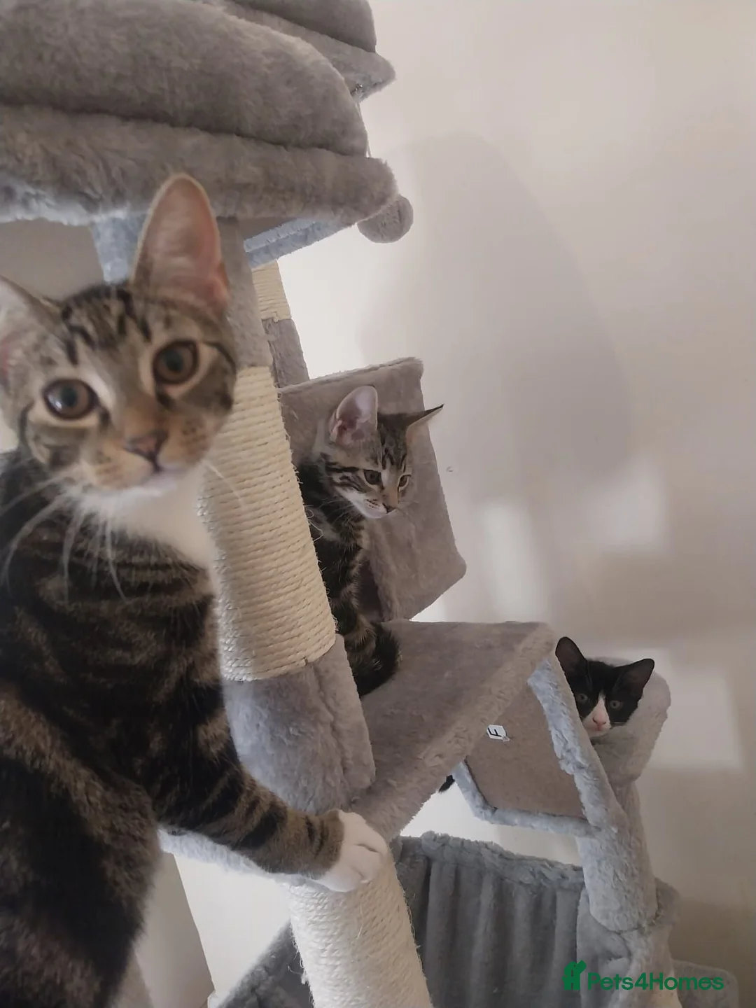 Mixed Breed cats for sale:  Sweet girl kitten is looking for loving home  - Advert 1