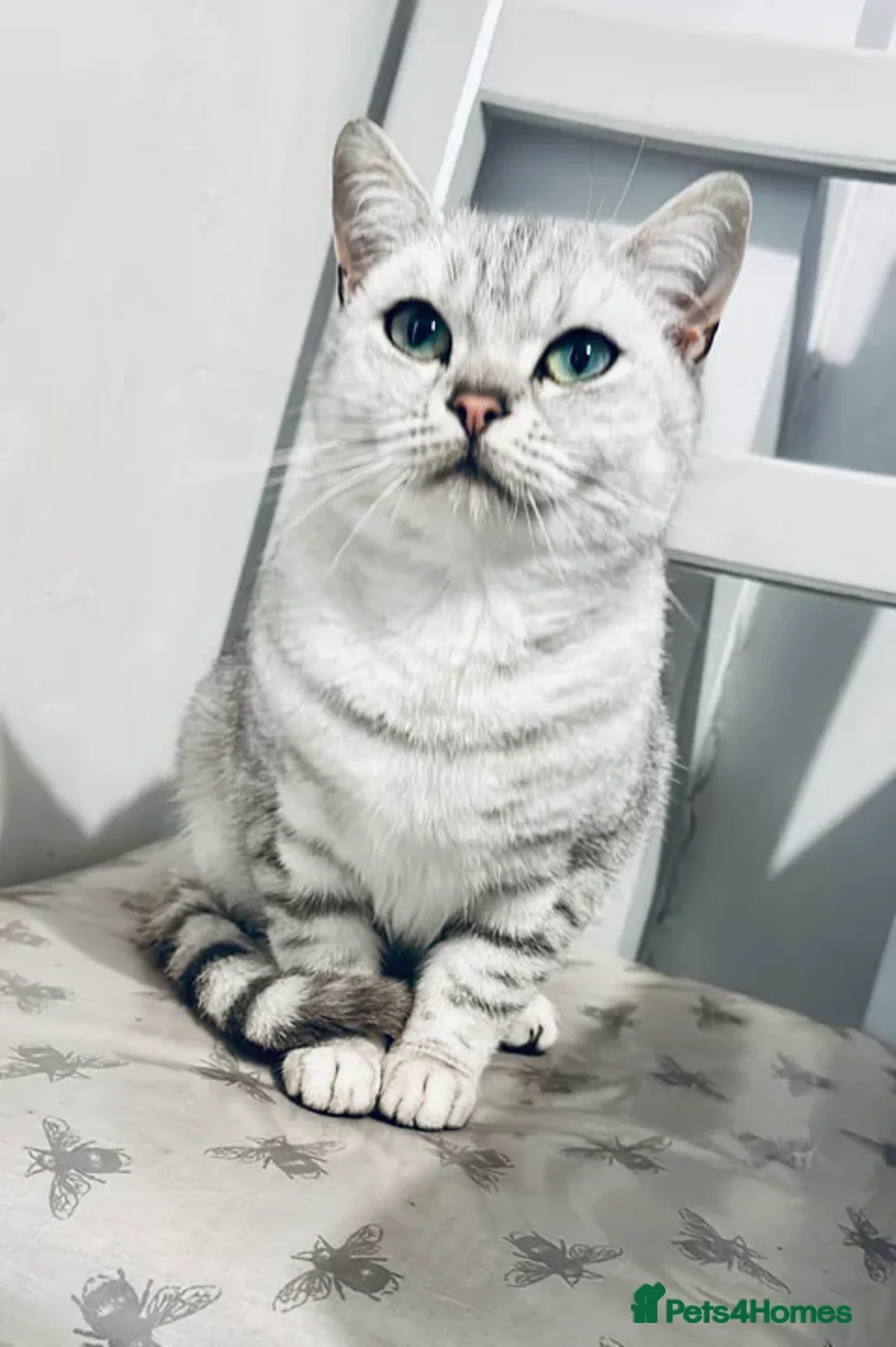 British Shorthair cats for sale: 🐾Beautiful British Shorthair Kittens🐾 - Advert 7