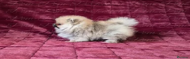 Pomeranian 2