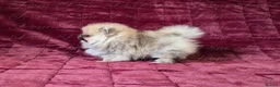 Pomeranian dogs for sale: Ultra Teddy Bear Pomeranian Puppies - Advert 8