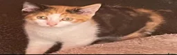 Mixed Breed cats for sale: Mixed breeds long and short haired domestic in Basildon - Advert 6