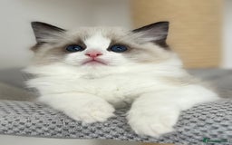 Ragdoll cats for sale: Exquisite Seal Bicolour Ragdoll Boys dolly face - Image 7