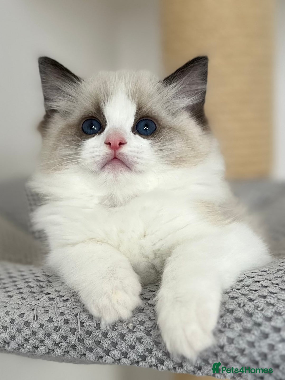 Ragdoll cats for sale: Exquisite Seal Bicolour Ragdoll Boys dolly face - Image 7