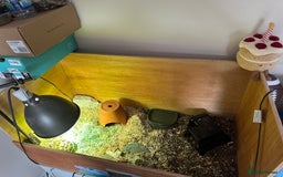 Tortoise reptiles for sale: Female Tortoise  - Image 8