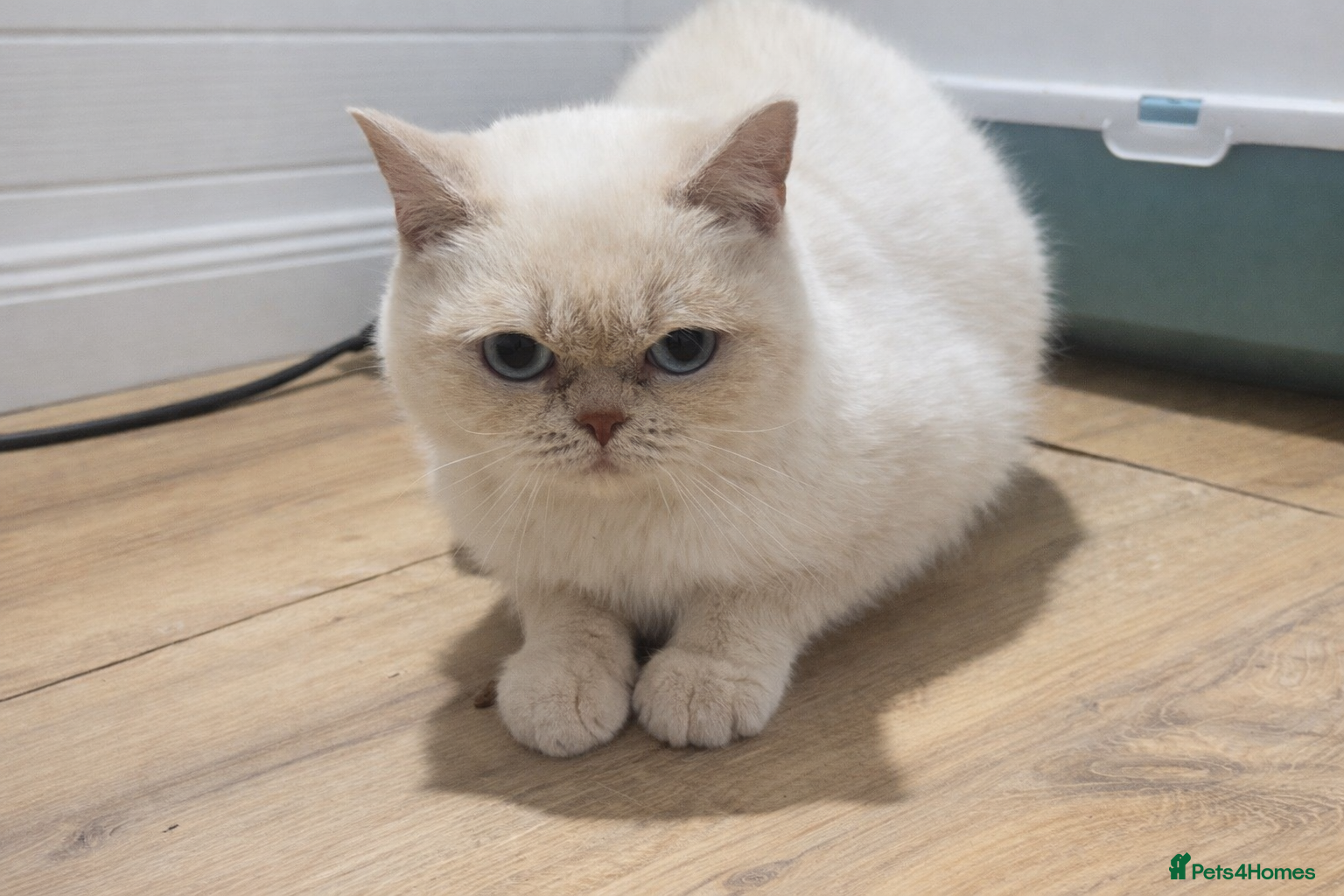 British Shorthair cats Male cream colourpoint  - Advert 17