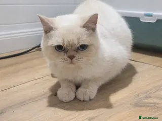 British Shorthair cats Male cream colourpoint - Advert 5