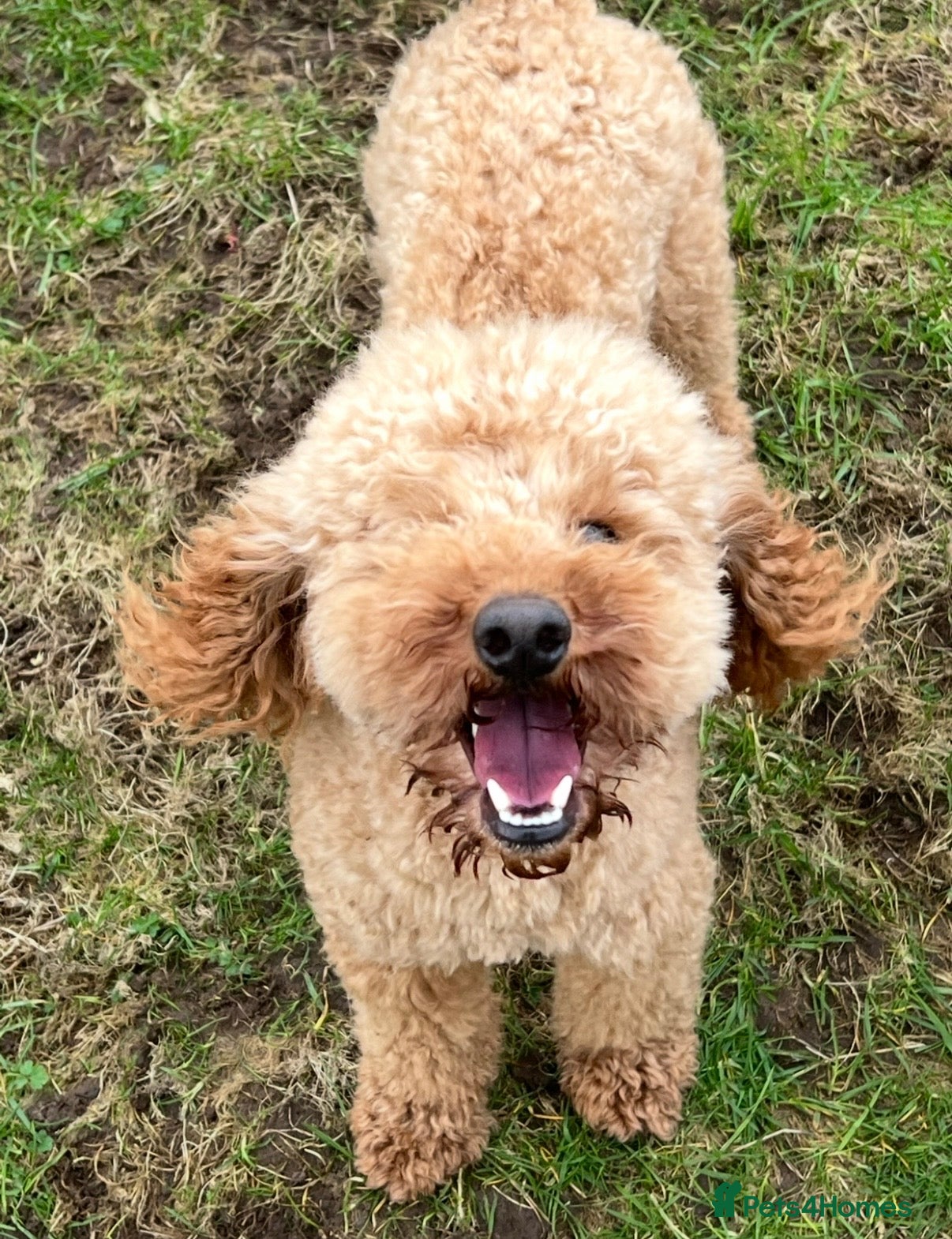Poochon dogs Young Retired Poochon Seeking Her Forever Home  - Advert 6