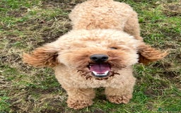 Poochon dogs for sale: Young Retired Poochon Seeking Her Forever Home  - Advert 1