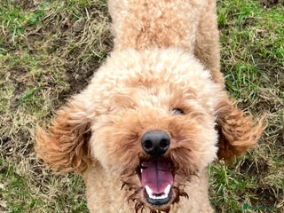 Poochon dogs Young Retired Poochon Seeking Her Forever Home - Advert 7