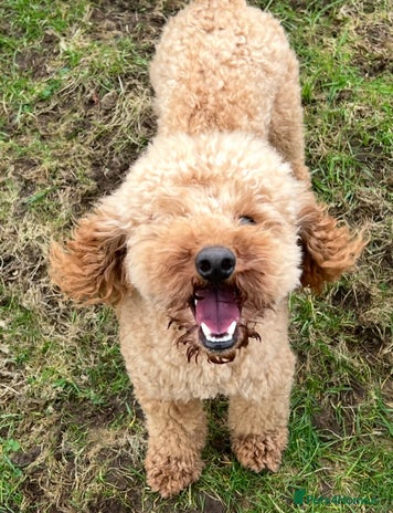 Poochon dogs Young Retired Poochon Seeking Her Forever Home - Advert 1