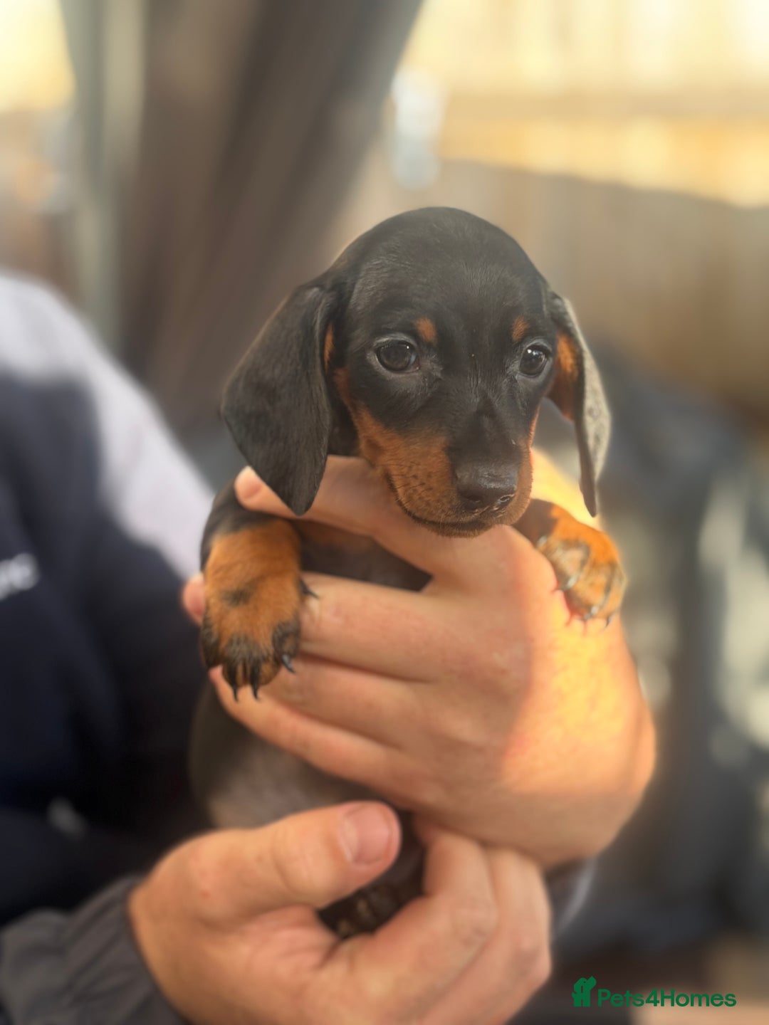 Miniature Dachshund dogs for sale: Miniature Dachshunds - Image 4