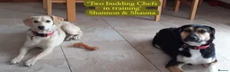 Mixed Breed dogs for adoption: Shauna, 6 months approx. Available for adoption. - Advert 3