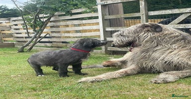 Irish Wolfhound dogs - Advert 13