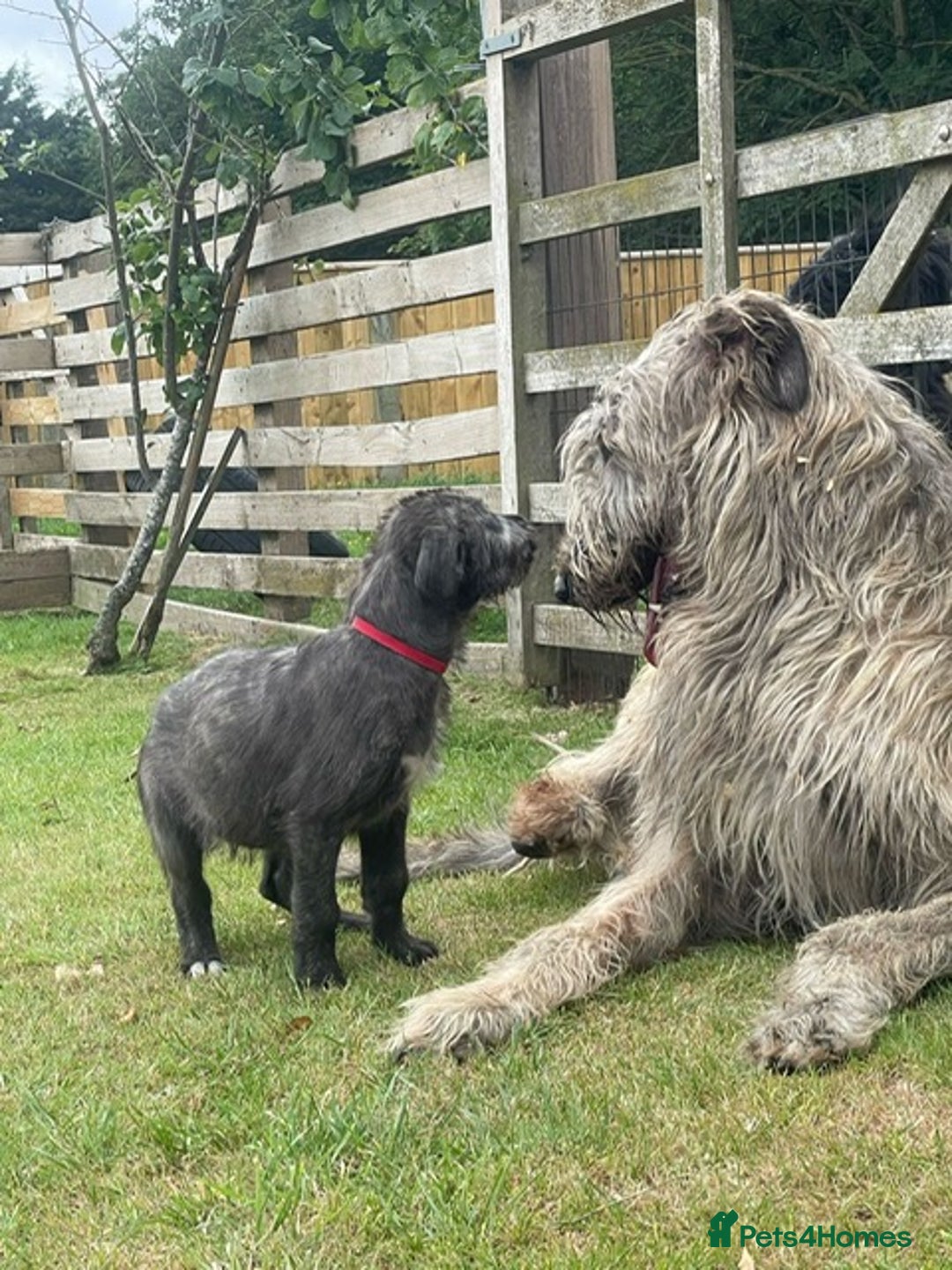 Irish Wolfhound dogs for sale: KC REGISTERED FEMALE IWH PUPPIES - Image 3