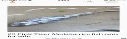 Ricefish fish for sale: Medaka rice fish eggs many varieties available  in Aylesbury - Advert 9